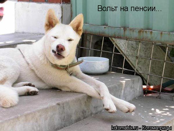 Котоматрица: Вольт на пенсии...
