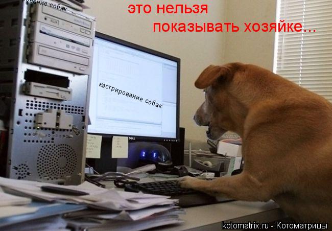 Котоматрица: кастрирование собак кастрирование собак это нельзя  показывать хозяйке...