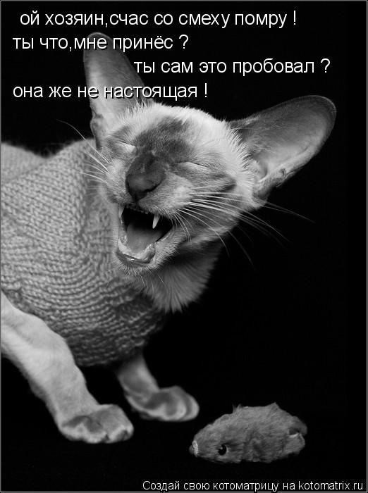 Котоматрица: ой хозяин,счас со смеху помру ! ты что,мне принёс ?  ты сам это пробовал ? она же не настоящая !