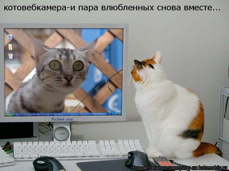 Котоматрица: котовебкамера-и пара влюбленных снова вместе...