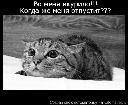 Котоматрица: Во меня вкурило!!! Когда же меня отпустит???