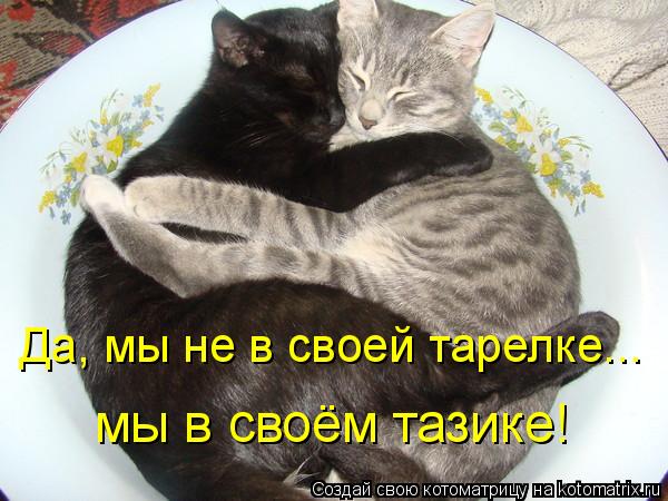 Да, мы не в своей тарелке... мы в своём тазике!... Котоматрица: Да, мы не в своей тарелке... мы в своём тазике!