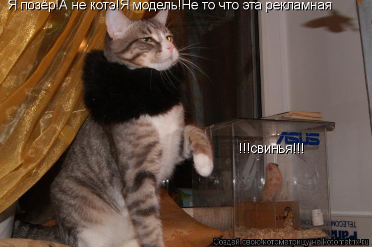 Котоматрица: Я позёр!А не котэ!Я модель!Не то что эта рекламная  !!!свинья!!!