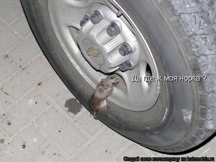 Котоматрица: Да где ж моя норка ?