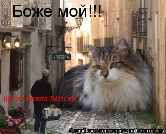 Котоматрица: Боже мой!!! Боже мой!!! Вот это наркота!!!Мать её...