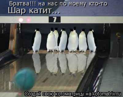 Котоматрица: Братва!!! на нас по моему кто-то  Шар катит...