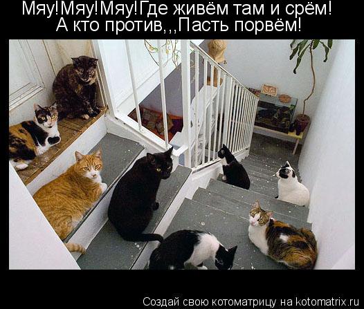 Котоматрица: Мяу!Мяу!Мяу!Где живём там и срём! А кто против,,,Пасть порвём!