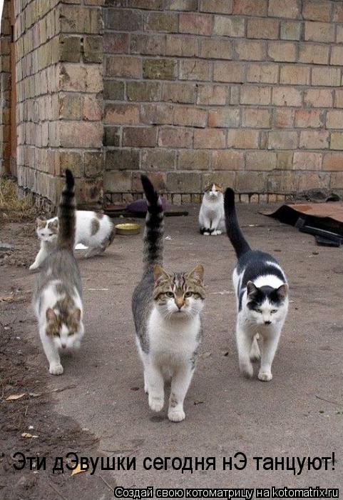 Котоматрица: Эти дЭвушки сегодня нЭ танцуют!