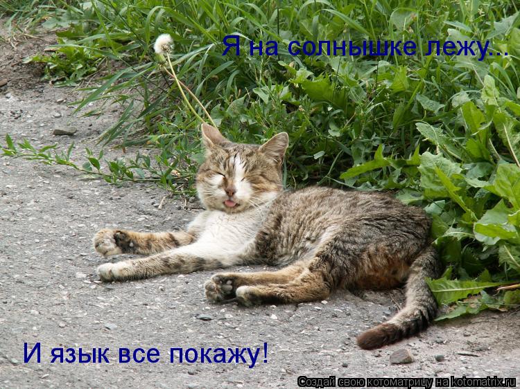 Котоматрица: Я на солнышке лежу... И язык всем покажу Я на солнышке лежу... И язык всем покажу Я на солнышке лежу...  И язык все покажу!