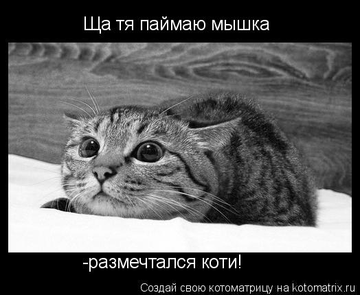Котоматрица: Ща тя паймаю мышка -размечтался коти!