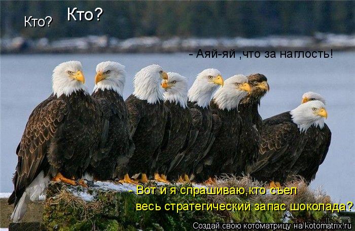 Котоматрица: Кто? Кто? - Вот и я спрашиваю,кто съел весь стратегический запас шоколада? - Аяй-яй ,что за наглость!
