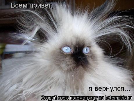Котоматрица: Всем привет,  я вернулся...