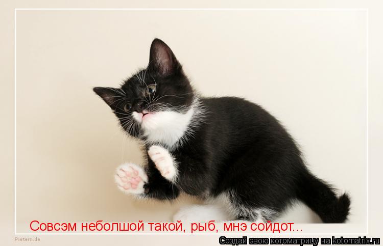 Котоматрица: Совсэм неболшой такой, рыб, мнэ сойдот...