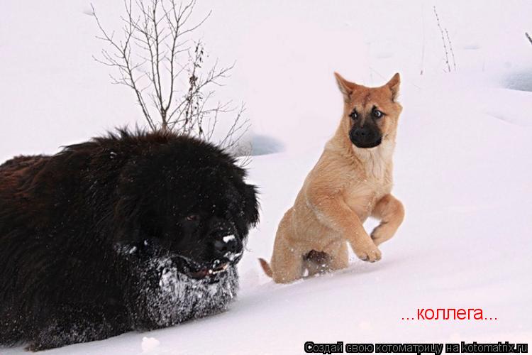 Котоматрица: ...коллега...