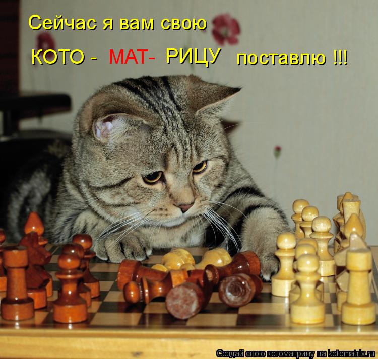 Котоматрица: Сейчас я вам свою КОТО - МАТ- РИЦУ поставлю !!!