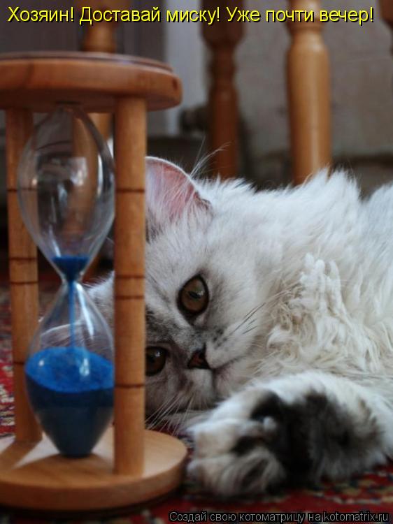 Котоматрица: Хозяин! Доставай миску! Уже почти вечер!