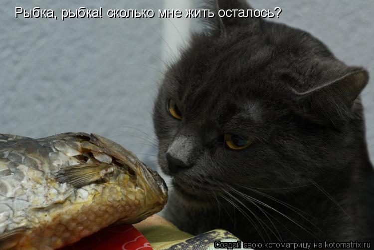 Котоматрица: Рыбка, рыбка! сколько мне жить осталось?