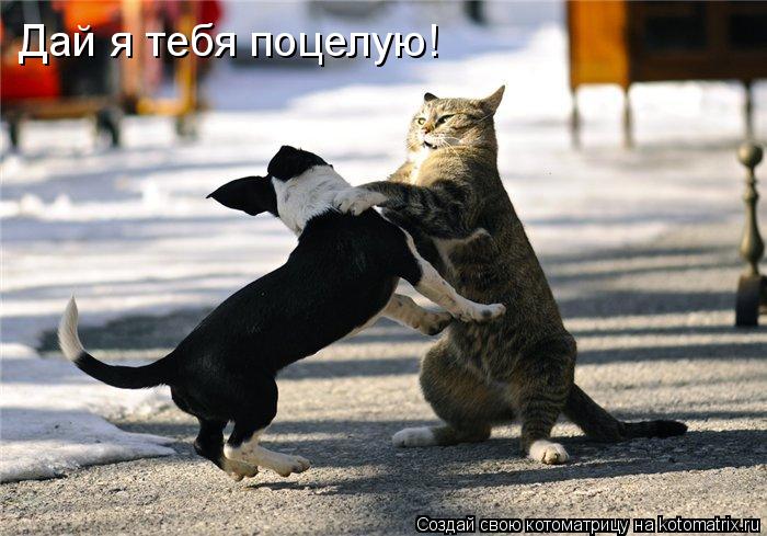 Котоматрица: Дай я тебя поцелую!