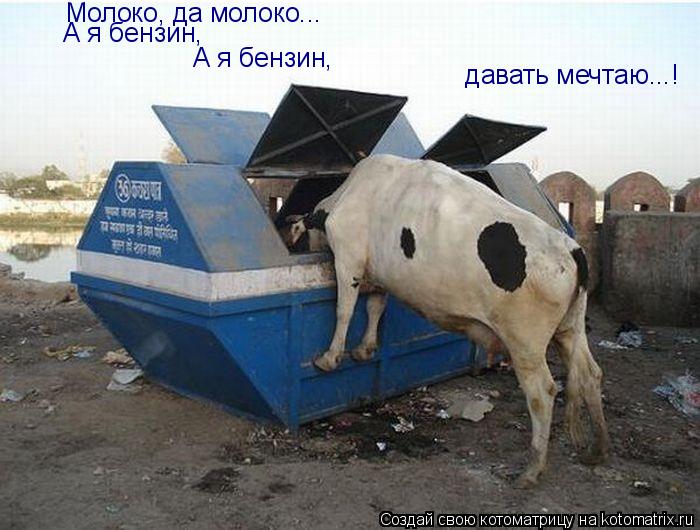 Котоматрица: Молоко, да молоко... А я бензин,  А я бензин,    давать мечтаю...!