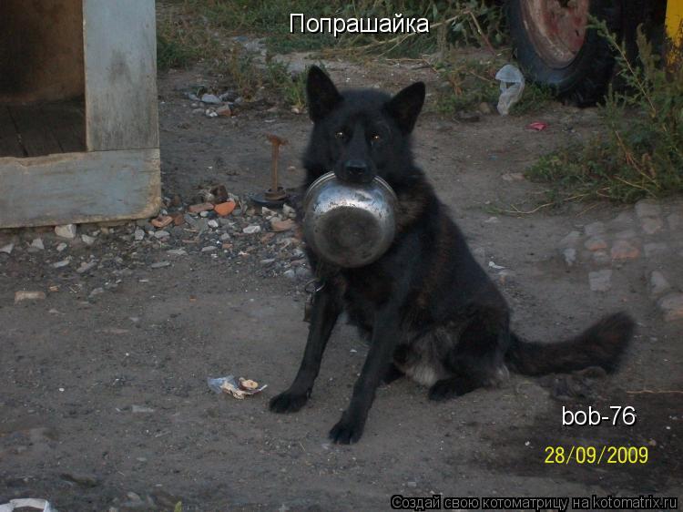 Котоматрица: Попрашайка bob-76