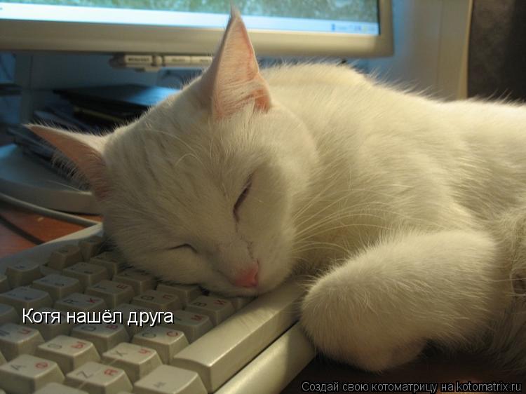 Котоматрица: Котя нашёл друга
