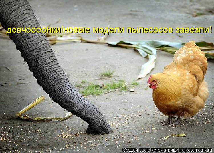 Котоматрица: девчоооонки!новые модели пылесосов завезли!
