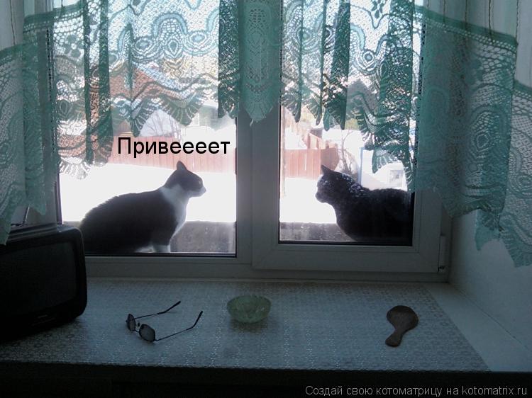 Котоматрица: Привеееет