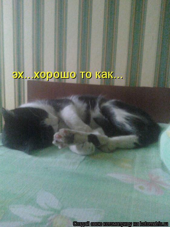 Котоматрица: эх...хорошо то как...
