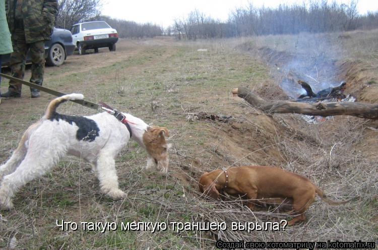 Котоматрица: Что такую мелкую траншею вырыла?
