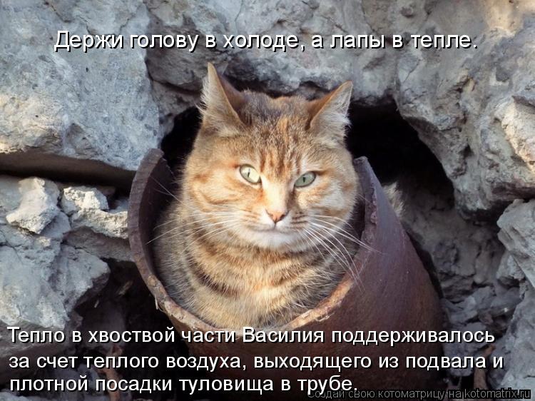 Котоматрица: за счет теплого воздуха, выходящего из подвала и  Тепло в хвоствой части Василия поддерживалось Держи голову в холоде, а лапы в тепле. плотн