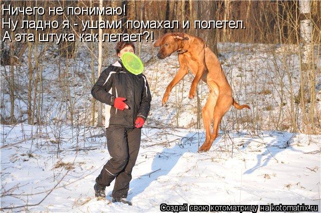 Котоматрица: Ничего не понимаю! Ну ладно я - ушами помахал и полетел. А эта штука как летает?!
