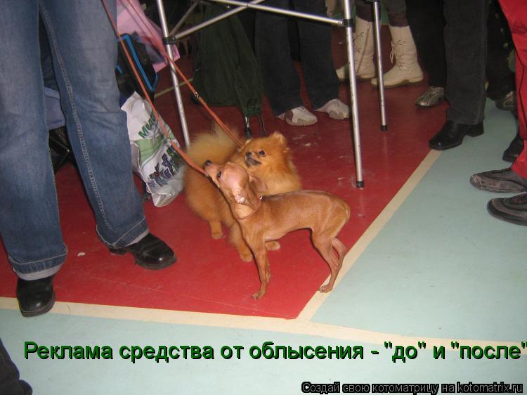 Котоматрица: Реклама средства от облысения - "до" и "после"