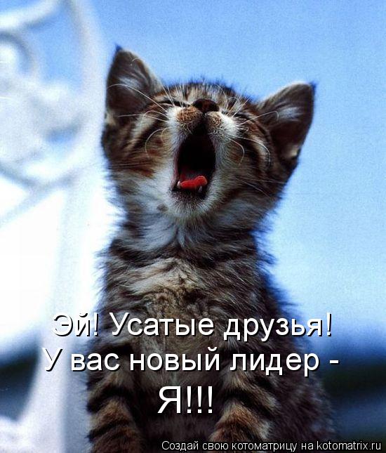 Котоматрица: Эй! Усатые друзья! У вас новый лидер - Я!!!
