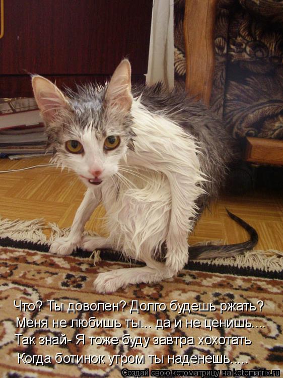 Котоматрица: Что? Ты доволен? Долго будешь ржать? Меня не любишь ты... да и не ценишь.... Так знай- Я тоже буду завтра хохотать Когда ботинок утром ты наденеш