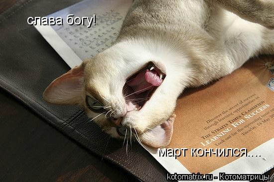 Котоматрица: слава богу! март кончился....