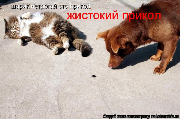 Котоматрица: шарик нетрогай это прикол жистокий прикол