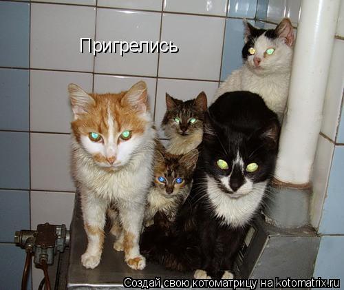 Котоматрица: Пригрелись