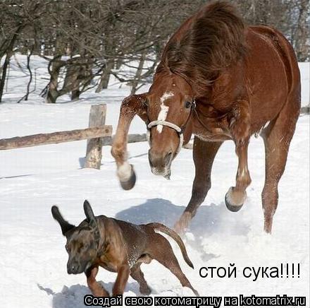 Котоматрица: стой сука!!!!