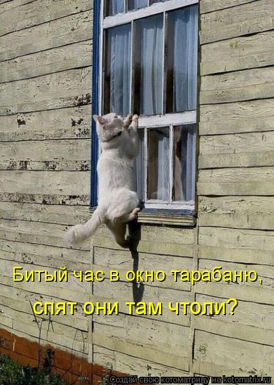 Битый час в окно тарабаню, спят они там чтоли?... Котоматрица: Битый час в окно тарабаню, спят они там чтоли?