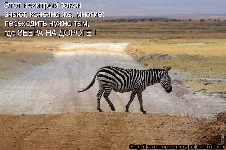 Котоматрица: знают, конечно же, многие: переходить нужно там, где ЗЕБРА НА ДОРОГЕ ! Этот нехитрый закон