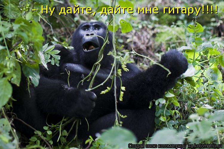 Котоматрица: - Ну дайте, дайте мне гитару!!!!