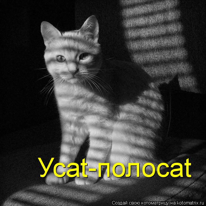 Котоматрица: Усаt-полосаt