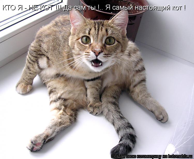 Котоматрица: КТО Я - НЕ КОТ !!! Да сам ты !.. Я самый настоящий кот !