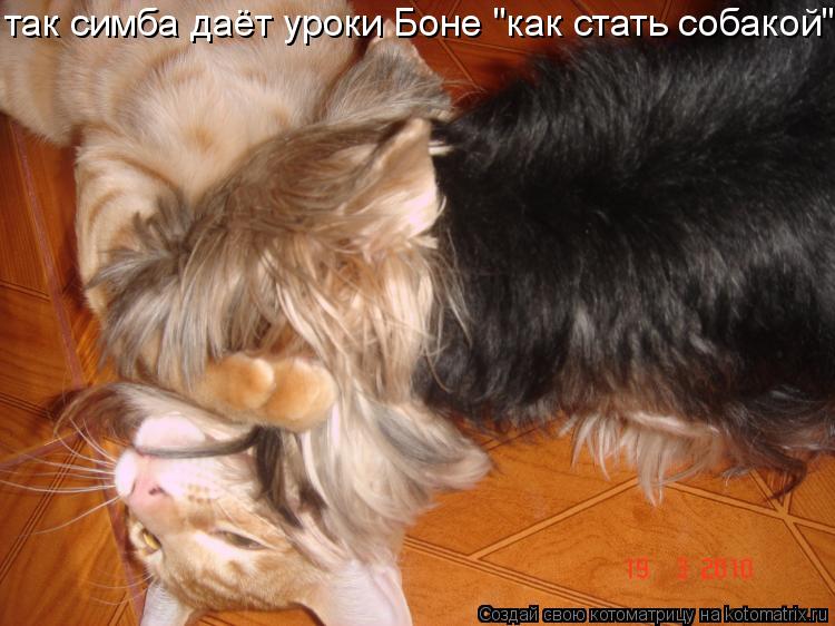 Котоматрица: так симба даёт уроки Боне "как стать собакой"