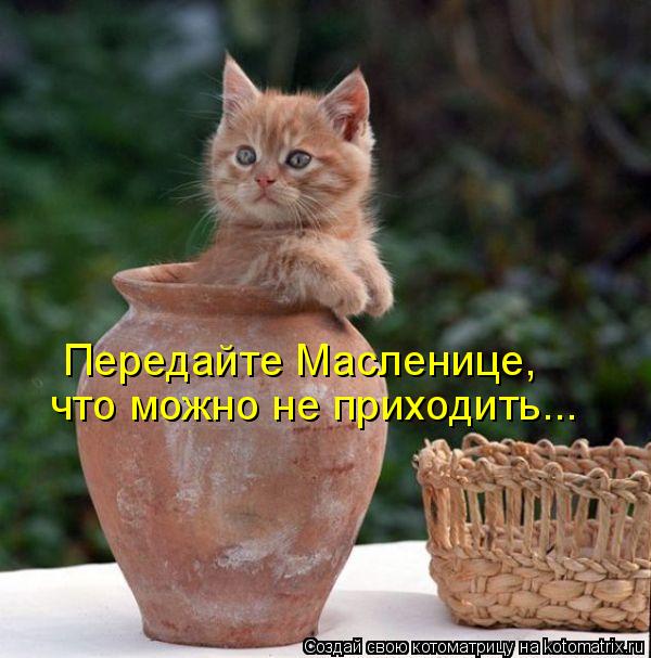 Передайте Масленице, что можно не приходить...... Котоматрица: Передайте Масленице, что можно не приходить...