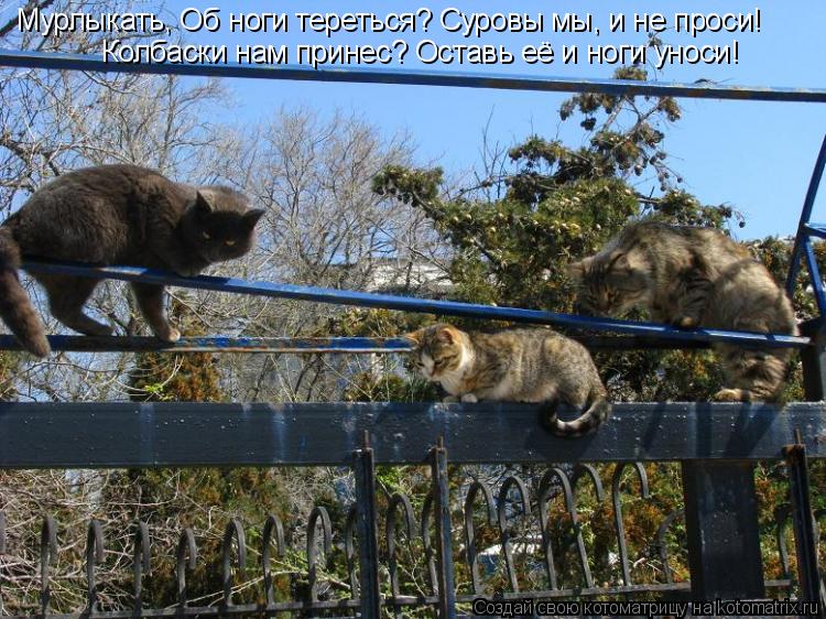 Котоматрица: Мурлыкать, Об ноги тереться? Суровы мы, и не проси! Колбаски нам принес? Оставь её и ноги уноси!