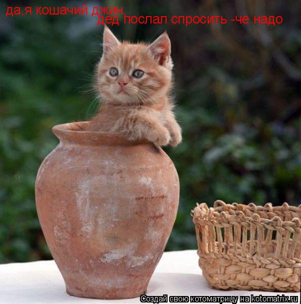 Котоматрица: да,я кошачий джин, дед послал спросить -че надо