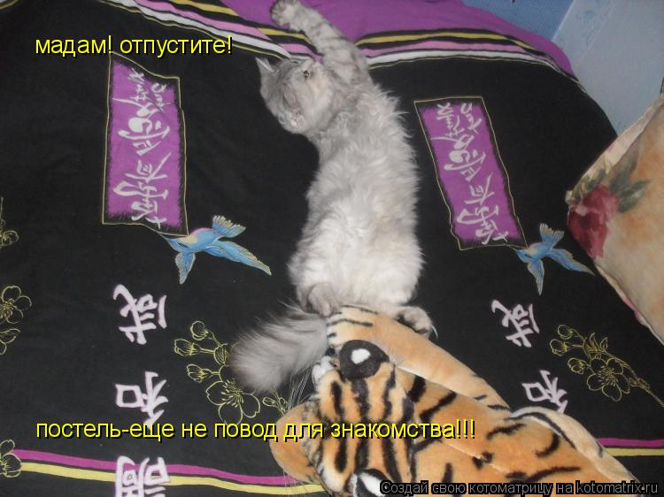 Котоматрица: постель-еще не повод для знакомства!!! мадам! отпустите!