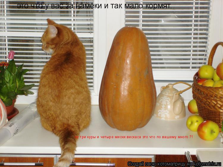 Котоматрица: это что у вас за намёки и так мало кормят.  ну три куры и четыре миски вискаса это что по вашему много ?!