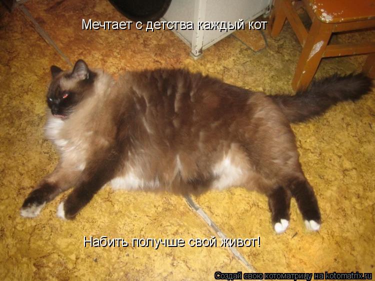 Котоматрица: Мечтает с детства каждый кот Набить получше свой живот!
